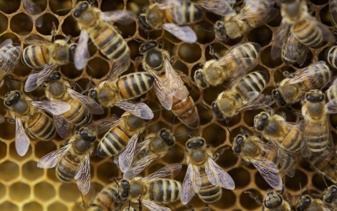 Honingslingeren in De Ballensnoeperij geannuleerd