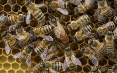 Honingslingeren in De Ballensnoeperij geannuleerd